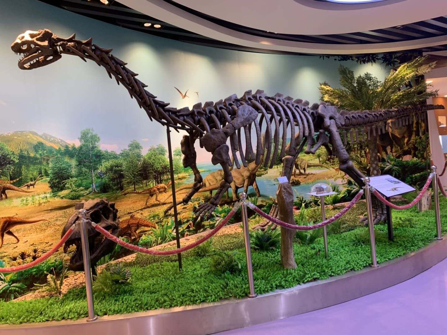 New Museum Product: 8M Long dinosaur Fossil Replicate