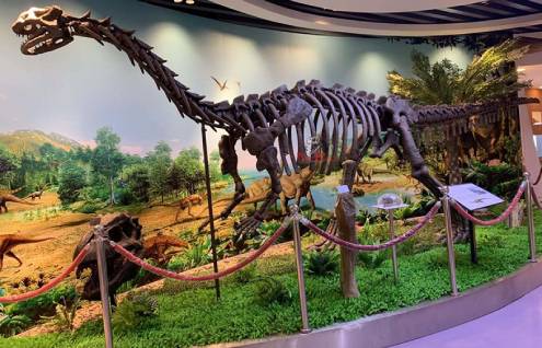 SFactory Supply Fossil Replicate For the Shanghai Museum