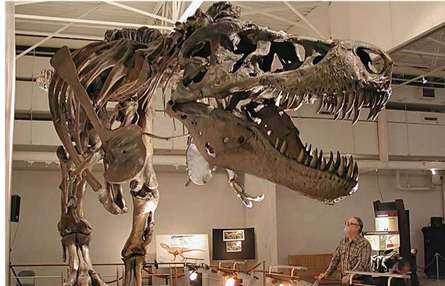 Real Life Size Fiberglass Dinosaur Replicate