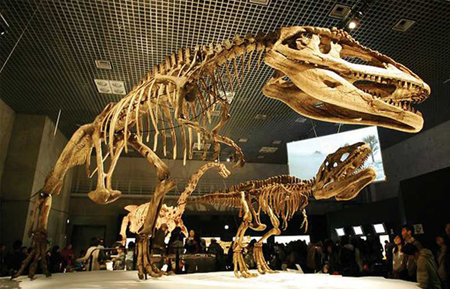 Dinosaur Fossil Replicate