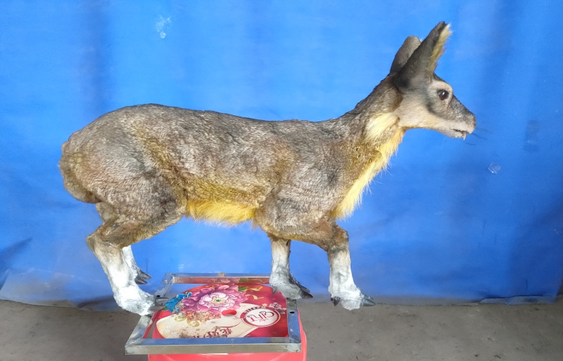 Realistic Life-Size Animal Models with Museum Quality