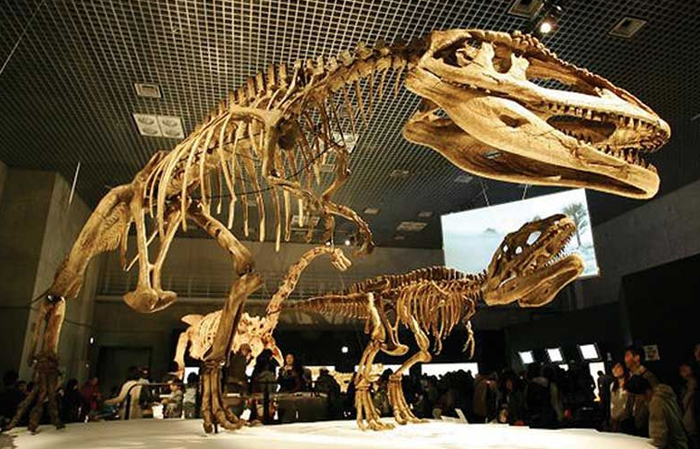  DinoWalk Dinosaur‘s Fossil Replicate for Museum