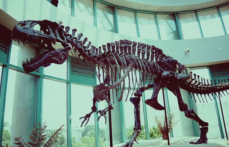 1/1 Fiberglass Revivification Dinosaurs Fossils Replicas for Museum