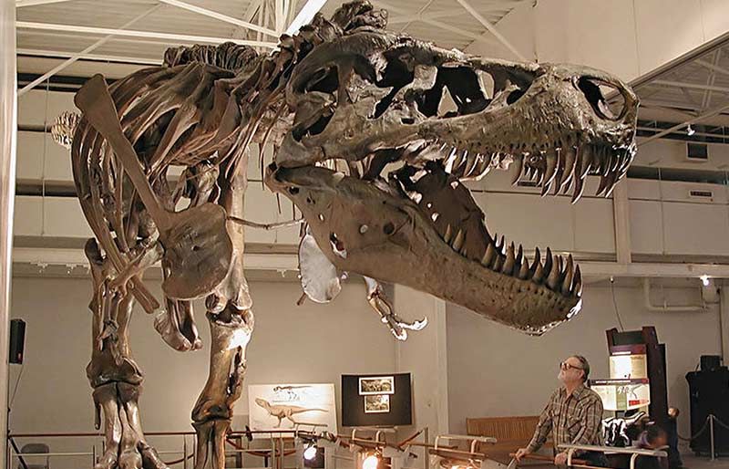Real Life Size Fiberglass Dinosaur Replicate