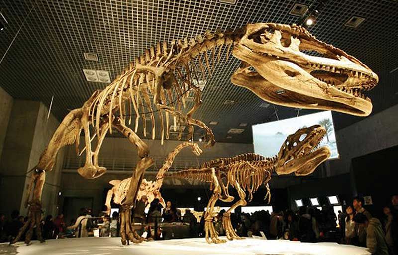good quality dinosaur‘s fossil replicate for museum