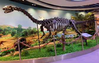 New Museum Product: 8M Long dinosaur Fossil Replicate