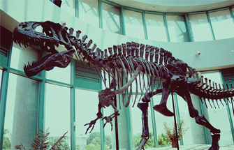 A Full-Scale Dinosaurs Fossils Replicas Displayed in the American Museum of Natural History