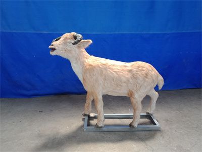 realistic museum quality animatronic sheep model for