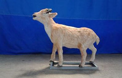Realistic Museum Quality Animatronic Sheep Model for Sale