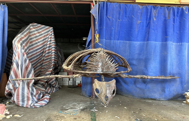Realistic Fiberglass Animal skeleton  Archelon skeleton sculpture