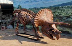 Life Size Realistic Fiberglass Triceratops Skeleton Model for museum exhibition