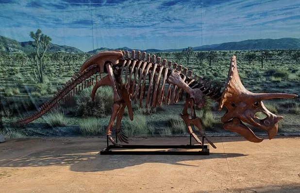 Life Size Realistic Fiberglass Triceratops Skeleton Model for museum exhibition