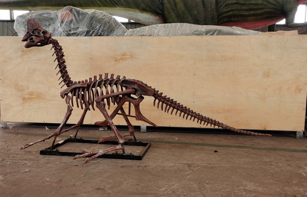 Dino Park real size 2.5 meters Oviraptor skeleton model