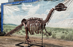 Full size educational artificial fiberglass Dilophosaurus skeleton
