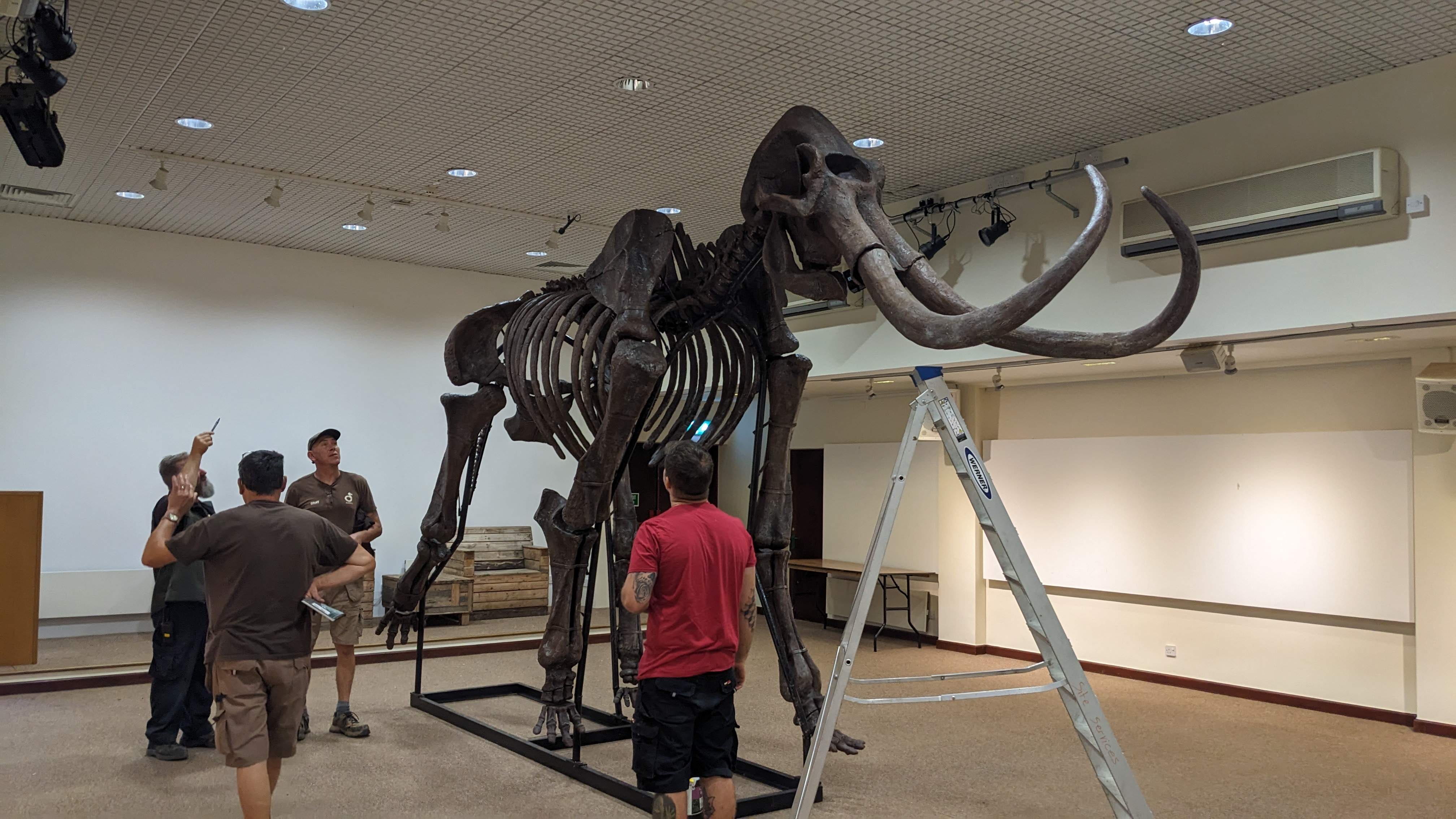 Museum quality Artificial prehistoric animal mammoth skeleton fossile for sale