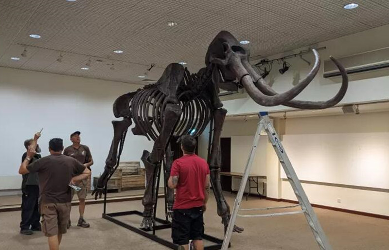 Mammoth Skeleton Fossil For Sale