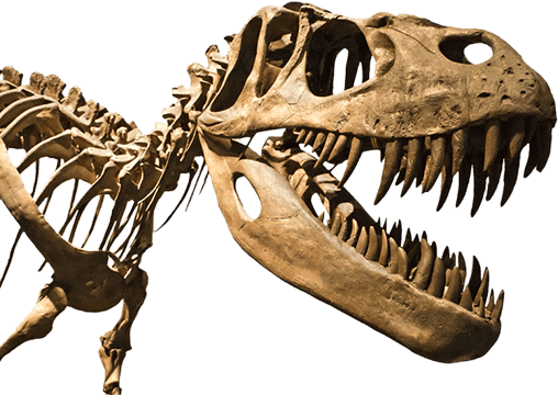 Dino Walk Science & Technology Inc. 